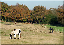 SO9095 : Autumn Grazing, Colton Hills, Wolverhampton by Roger  Kidd