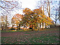 Horse chestnut, Allesley Park