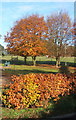 Autumn colours, Battisford