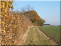 Field edge path towards Newton Barn