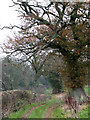 Bridleway to Lower Faintree, Shropshire