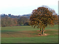 Afternoon Sun across Autumn Cropfields, Shropshire