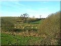 Farmland View