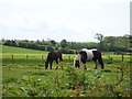 NS3541 : Grazing horses by Thomas Nugent