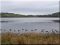 H6843 : Ducks on Emy Lough by Kenneth  Allen