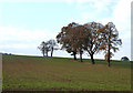 SO6587 : Trees in a Cropfield, Shropshire by Roger  D Kidd