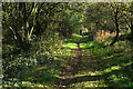 Tree-lined track above Tadsor Farm