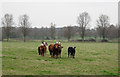 Wary cattle near Holland Brook