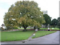 Oak tree at Hernhill