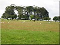 NZ0169 : Pastures near Clarewood by Mike Quinn