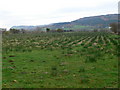 Conwy valley near Dolgarrog