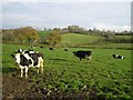 Cows at Dillay