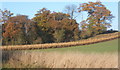 Oxen Covert from Tye Lane, near Bramford