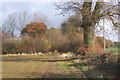 Footpath and trees near Aldham Priory