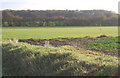 Looking across Elmsett landing strip, towards Corn Hatches Grove