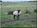 NZ0789 : Breeding ram, near Longwitton by Oliver Dixon