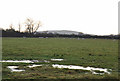 Sheep grazing near Lymburghs Farm