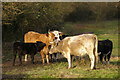 Cattle near St Cross Farm