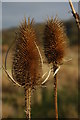 SO9116 : Teasels on waste ground, Bentham by Philip Halling