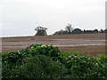 Stubble field