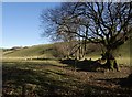 Trees along field boundary near Brayley Bridge