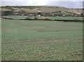 Winter crop at Sutton Poyntz