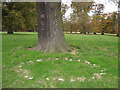 Mushroom circle in Brockhampton Park