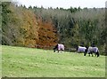 Paddock at  River Hill Farm