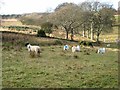 Ram and sheep, South Healey Farm