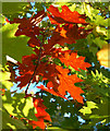 Autumn Leaves, Hartsholme Country Park, Lincoln