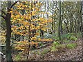 Orange tree on Stapleford Hill