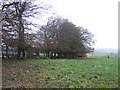 Row of Beeches on the Dorset downs