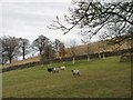 Pastures near Allendale Town