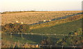 Grazing sheep on fields in the village of Y Rhiw