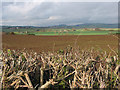 SO5123 : Crop field near Three Ashes by Pauline E
