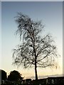 Birch tree, Highworth cemetery, Highworth, Swindon