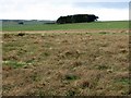 Pastures and plantation south of Newonstead Farm