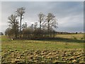 Pastures and woodland near Kirkharle