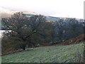 Wooded hillside near Skiag