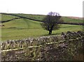 SO1101 : Farmland of Tylaglas farm by Graham Horn