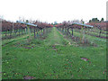 Rows of vines at Three Choirs Vineyard