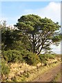 Scots pine, Arthurshiels Wood