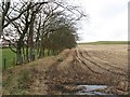 Line of beeches, Meadowflatts