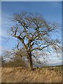 NS9340 : Oak, near Shaw Hill by Richard Webb