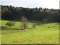 Pasture and woodland, Ipsden Heath