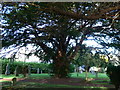 Yew, Tremeirchion churchyard