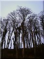 J4782 : Trees near Crawfordsburn by Rossographer