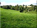 Pasture near Cwm Golau