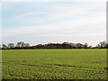 Arable land, Forest of Galtres