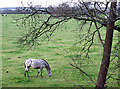 Grazing near Wombourne, Staffordshire